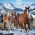 Colorado Horses